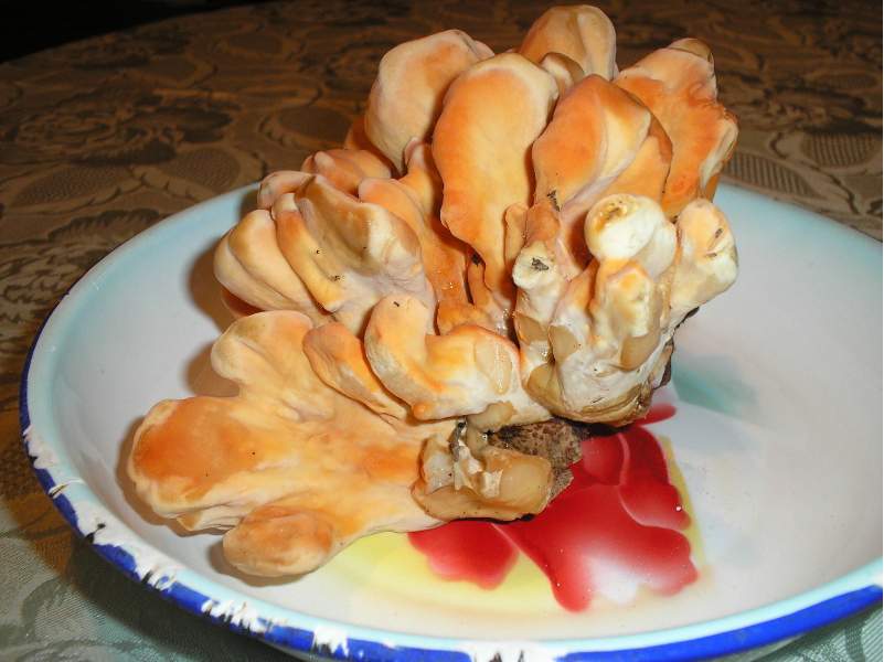 dalle mie parti lo chiamano NASCA (Laetiporus sulphureus)